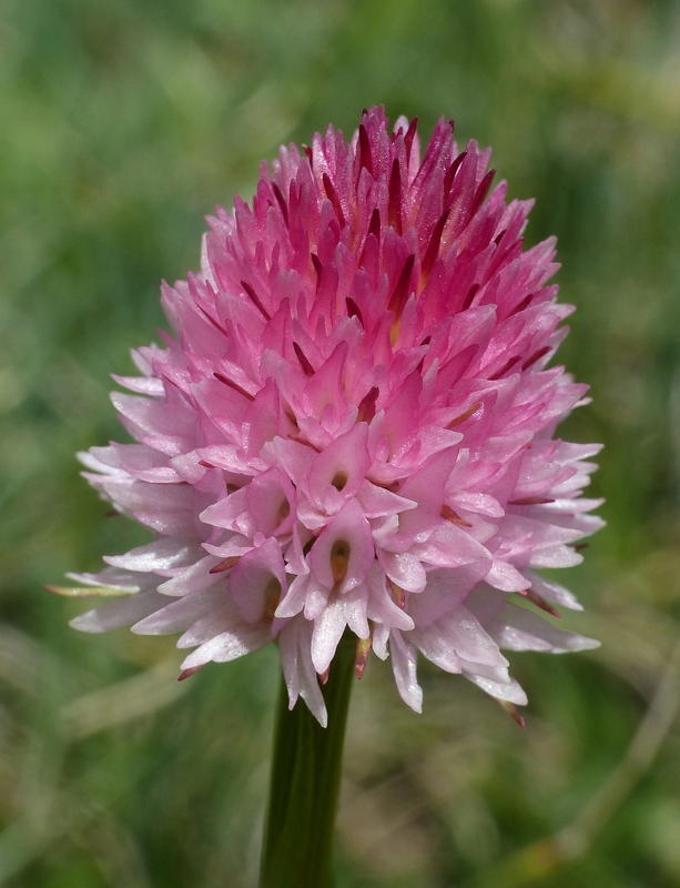 Nigritella corneliana nella splendida e selvaggia Val Maira (CN) luglio 2024.